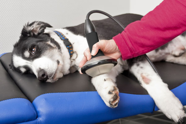 Shockwave therapy hot sale for dogs